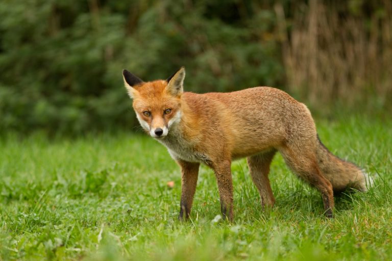 Which Animals are Repelled by Fox Urine?