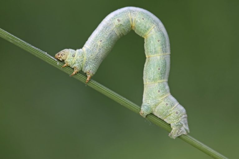 Inchworm Life Cycle