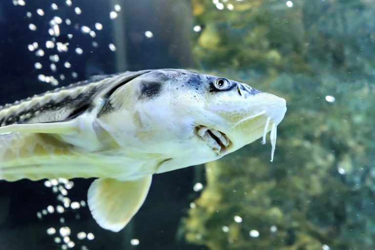Bottom Feeding Fish Species