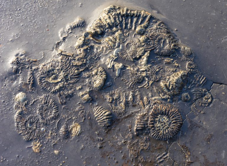 Exploring Different Types of Fossils