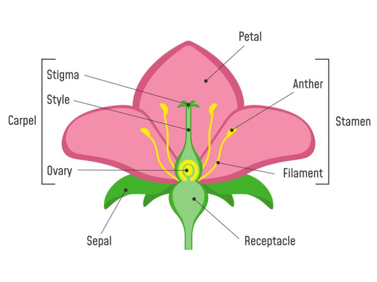Components of Flowers and Their Functions