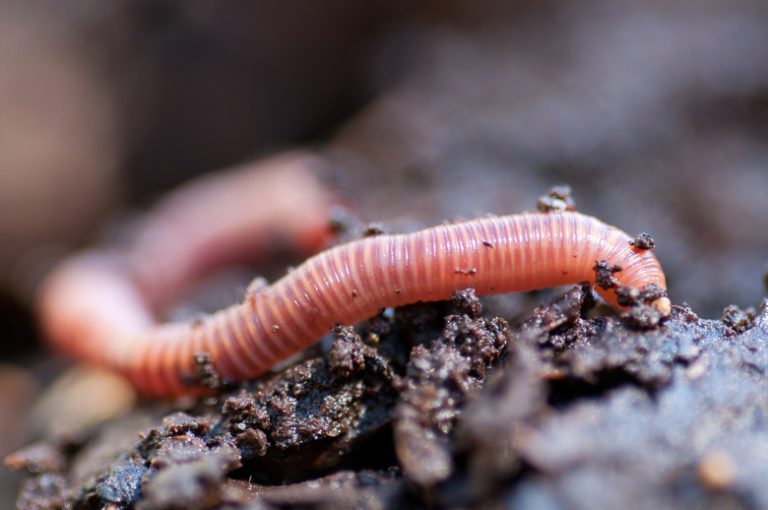 What is the Number of Hearts in an Earthworm?