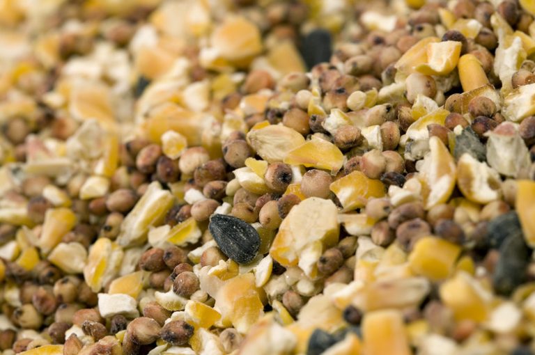 Creating a Natural Bird Feeder Using Unflavored Gelatin