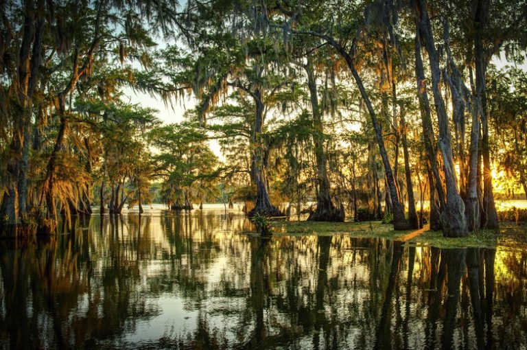 Tree Varieties Found in Swamp Ecosystems