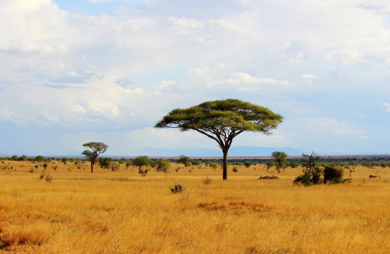 Understanding Abiotic Factors in the Grassland Biome