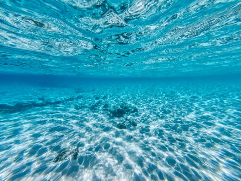 Features of a Marine Biome