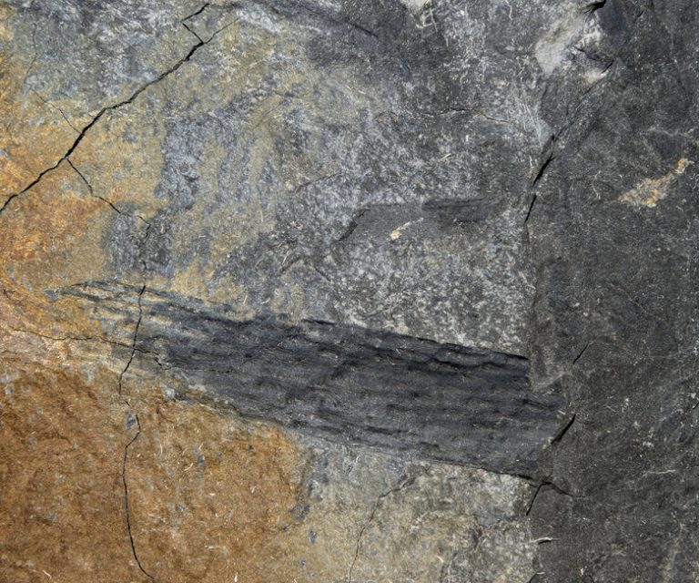 Understanding Petrified Fossils