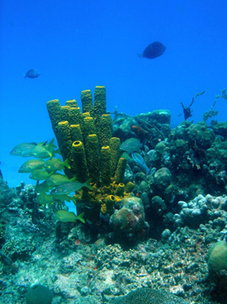 Flora of Coral Reefs